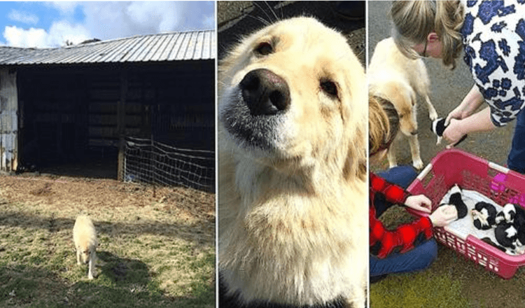 Mama Dog was er kapot van nadat ze 7 pups had verloren door brand Toen lieten ze haar een nest weeskinderen zien