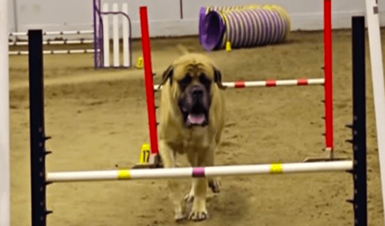 Engelse Mastiff voltooit behendigheidscursus in recordtempo