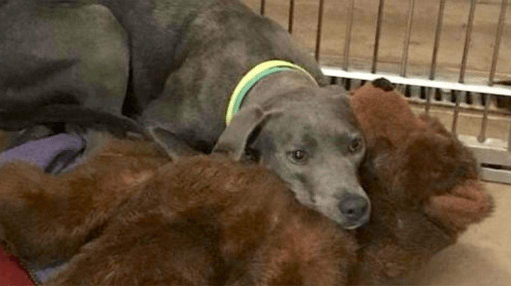 Loyale hond die met haar teddybeer in het asiel is gedumpt, vindt een vader die haar dat nooit zou aandoen