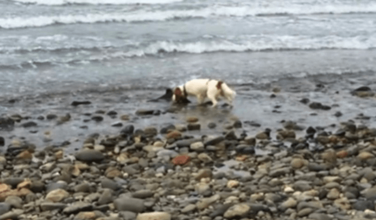 Hond doet ontdekking nabij Ocean’s Edge, weigert toe te geven tot eigenaar helpt