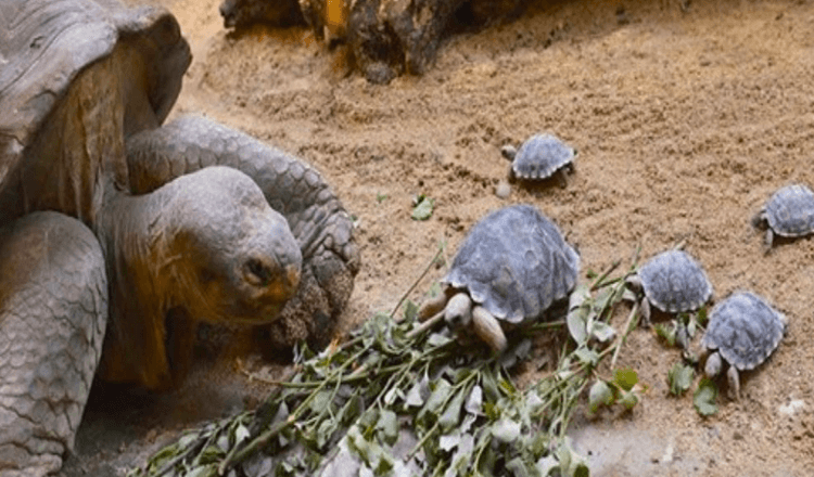 Bedreigde 80-jarige schildpad wordt voor het eerst moeder