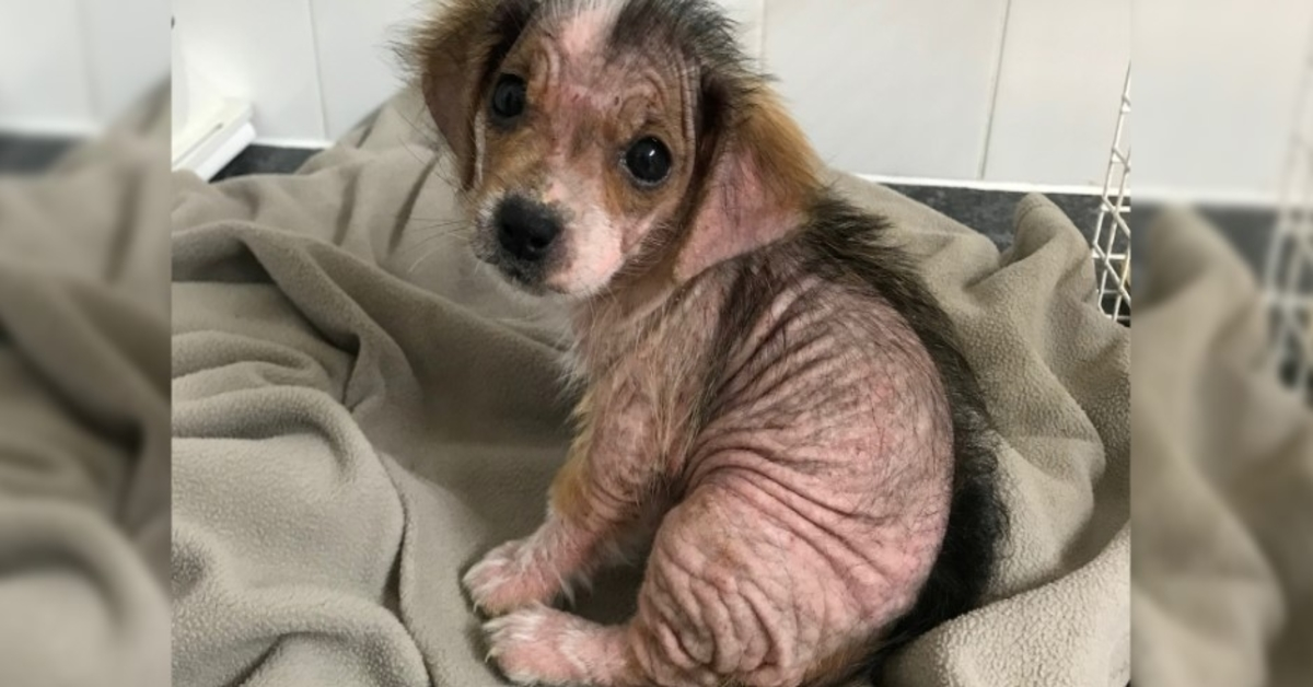 Puppy die haar vacht verloor, ziet er onherkenbaar uit weken nadat ze ontsnapt is aan nalatige baasjes