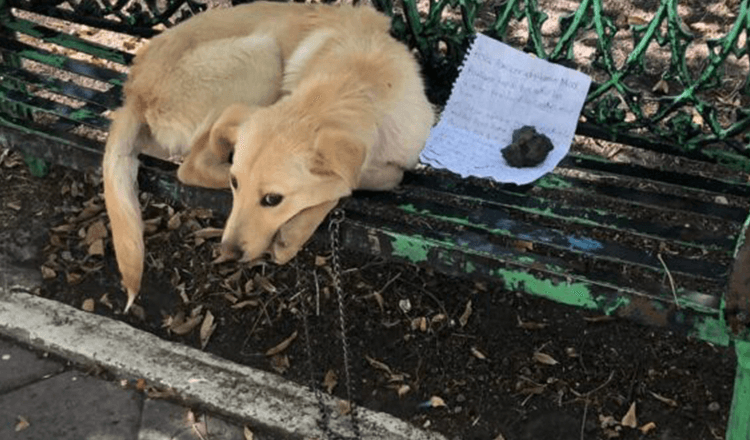 Doodsbange puppy achtergelaten op bank met hartverscheurend briefje