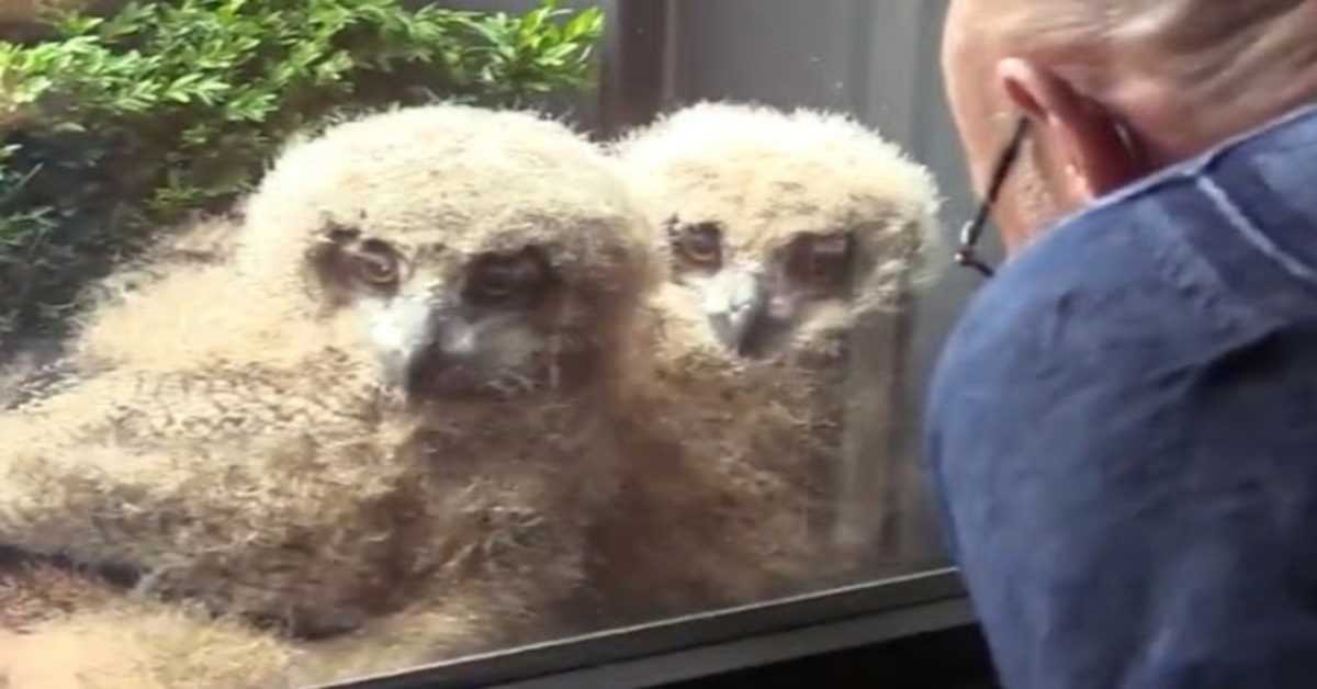 ‘S Werelds grootste uil broedt gigantische baby’s uit buiten het raam van de mens en nu kijken ze samen met hem tv