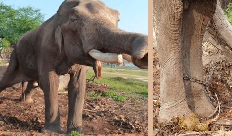 Bijgenaamd de ongelukkigste olifant ter wereld, kende hij 50 jaar lang niets anders dan een leven vol lijden