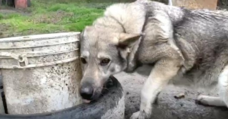 Depressieve ‘achtertuinhond’ zat zo eenzaam in de modder aan het einde van die ketting