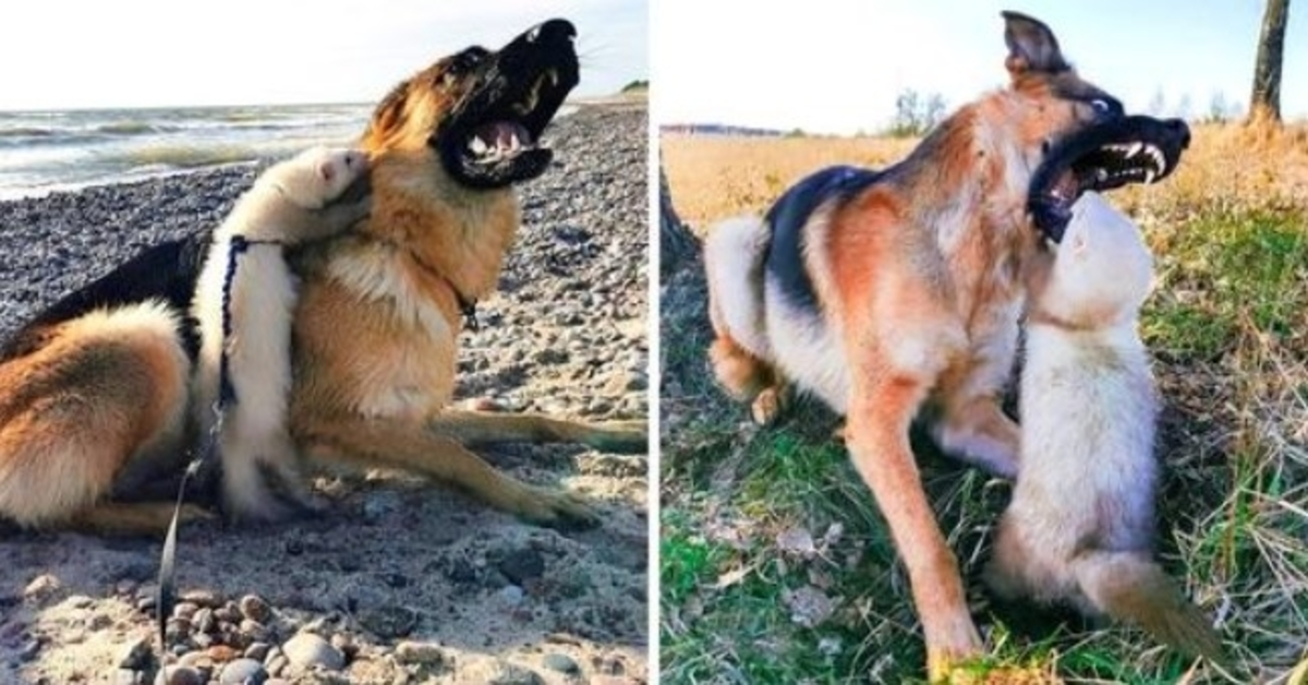 Vrouw hoopte dat grote hond en fret vrienden zouden worden, maar de hond deed haar mond open