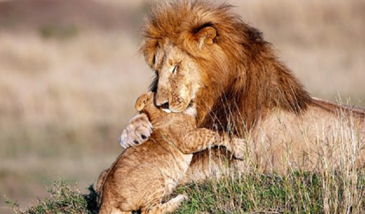 Fotograaf legt vader leeuw en jong vast in magische knuffel – Real Life Lion King (+5 foto’s)