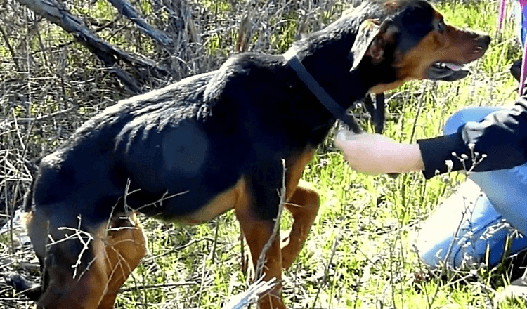 Hond met gebroken been Zintuigen De vrouw is hier om te helpen, dus springt hij in haar armen