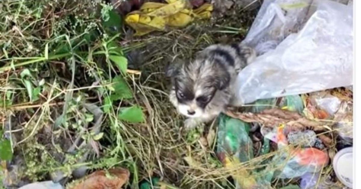 Dame patrouilleert op ‘Dog Dump Site’ vond koude, paniekerige baby daar met opzet gegooid