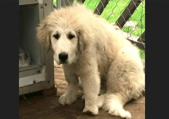 Verwaarloosde puppy uit de Grote Pyreneeën met misvormde poot krijgt een tweede kans