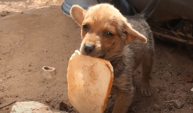 Vergeten puppy wiens broers en zussen zijn geadopteerd, probeert voor zichzelf te zorgen in afval