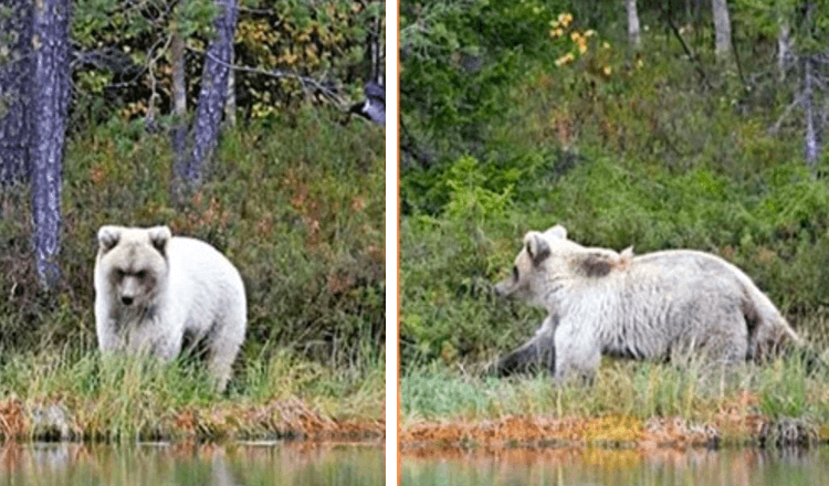 Een zeer zeldzame witte beer vastgelegd op camera door professor Natural Resources Centre