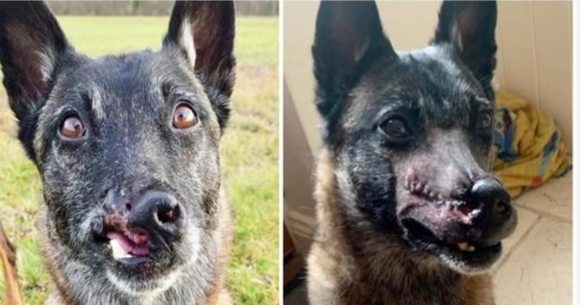 Mensen stoppen en staren naar de hond van een vrouw die kort voordat ze werd vermoord, werd bevrijd