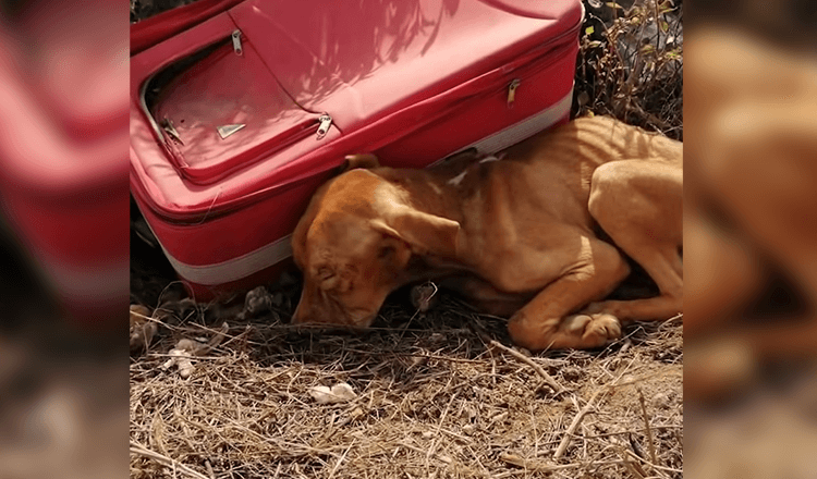 Puppy wordt in de middle of nowhere achtergelaten in een koffer, maar hij stopte niet met vechten