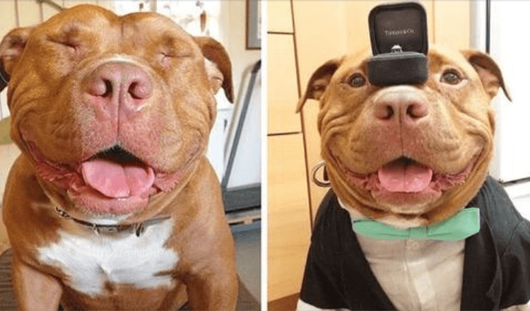 Shelter Pit Bull blijft lachen nadat hij is gered en geadopteerd door liefhebbende eigenaren