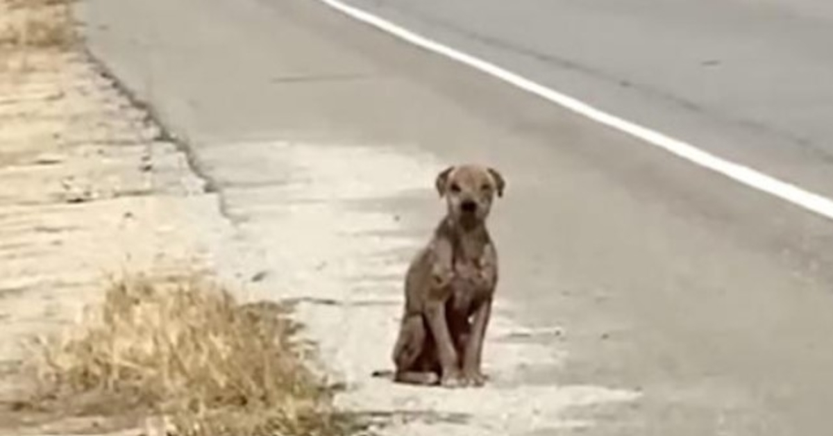 Bange en verdrietige hond die langs de kant van de weg zit en zijn glanzende vacht mist op zoek naar liefde