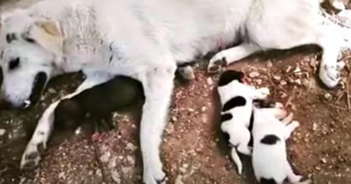 Auto verlamde hond terwijl ze aan het bevallen was, mama en baby klampten zich vast en vragen om gebed