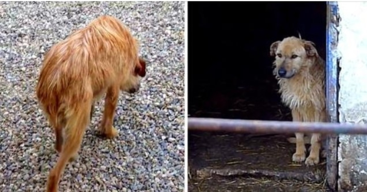 Trieste hond die liep met haar kop naar beneden en staart weggestopt, krijgt een 2e kans