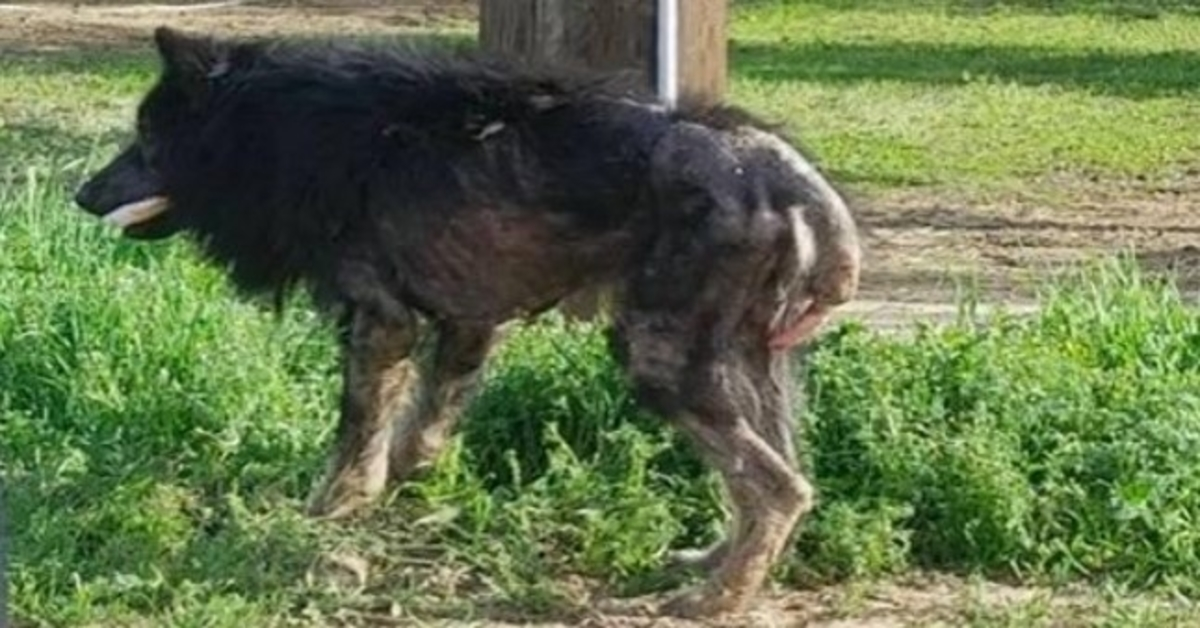 Zieke hond noemde een ‘weerwolf’, maar niemand stopte om te helpen totdat iemand een pleidooi hield