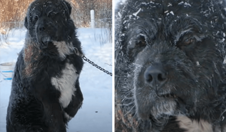 In bevroren weer Geketende hond gevonden die om de beurt een poot van de koude grond houdt