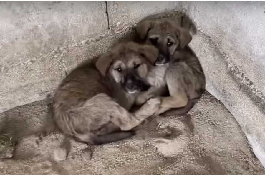 Zieke babes kruipen samen in een krap hoekje nadat ze midden in de nacht zijn achtergelaten