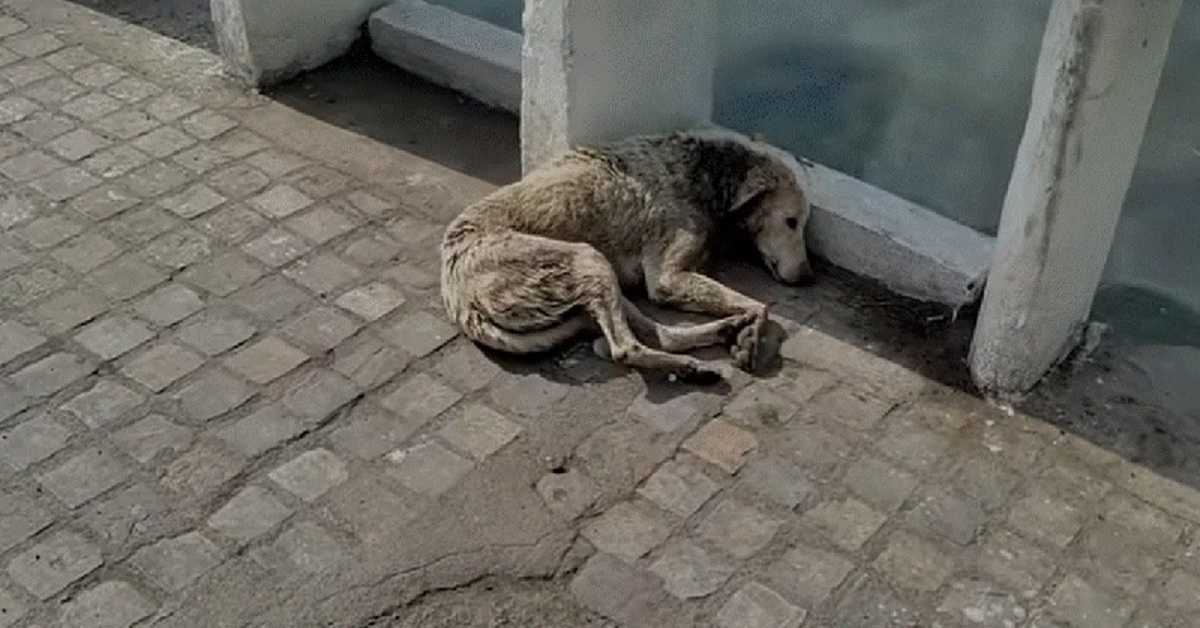 Hond met nekwond gaat liggen om te sterven, maar er is hulp onderweg