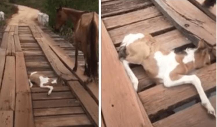 Man ziet noodlijdende mama-paard en ziet dan naast haar een klein veulen vastzitten in een brug