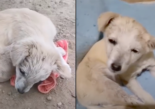 Puppy met hersenbeschadiging, opgerold om zich te verstoppen, kon zijn hoofd niet optillen om redder te bedanken