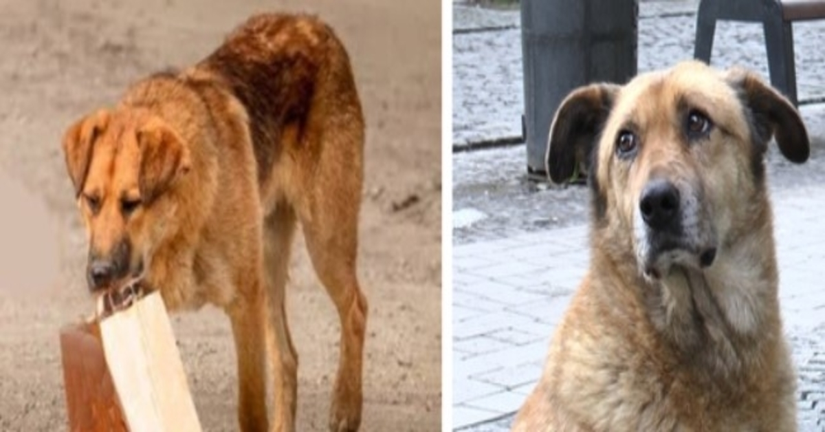 De hond kwam elke dag eten halen en nam het mee in een zak naar de onderdoorgang. De man volgde het