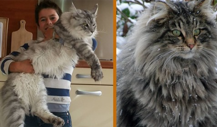 The Gentle Giant: Maak kennis met de Maine Coon – The Dog Of The Cat World