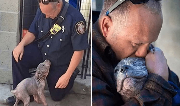 Gedumpt Pitbull-puppy geadopteerd door de brandweerman die haar redde