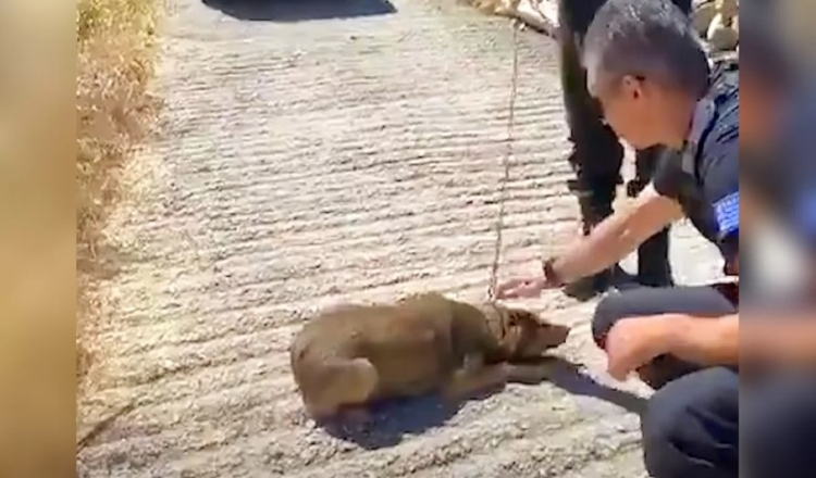 Hond die haar hele leven aan een ketting heeft gehangen, kan nu alleen nog maar rondjes lopen