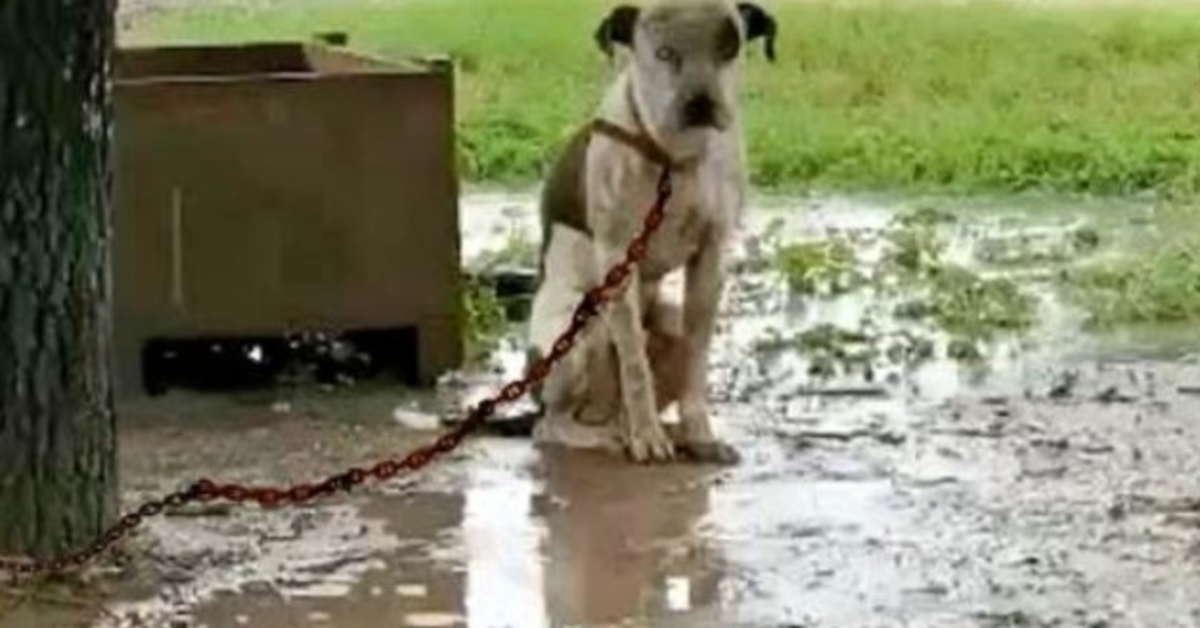 Geketende hond die door eigenaar is gekleineerd en niet kon gaan liggen, wil maar één ding