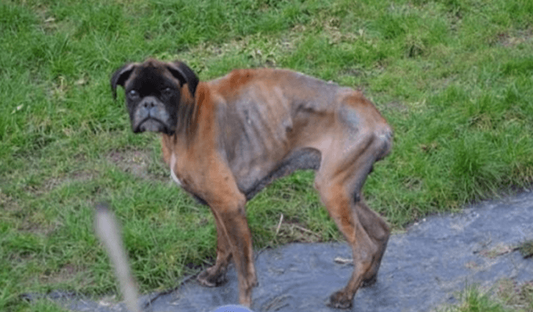 Na de dood van zijn baasjes werd de hond 2 jaar in een ellendige toestand op straat achtergelaten