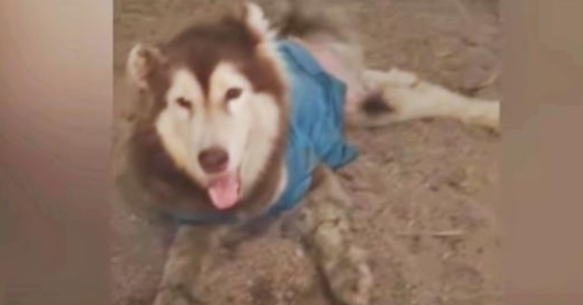 Husky met verminkte benen glimlacht en kwispelt zodat ze niet meer lopen, passeerde hem weer