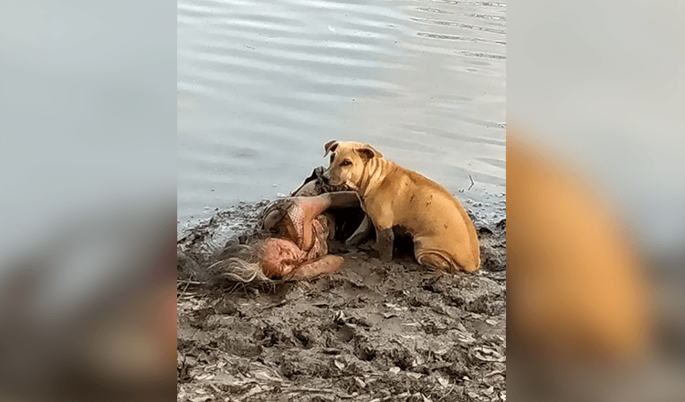 Zwerfhond vindt en beschermt blinde bejaarde vrouw bij de rivier