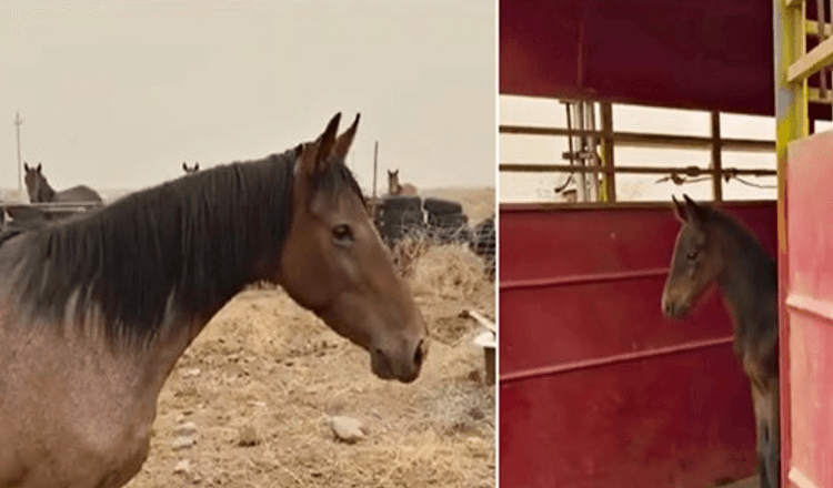 Angstig wild paard zet haar vrijheid op het spel om de verloren baby terug te brengen