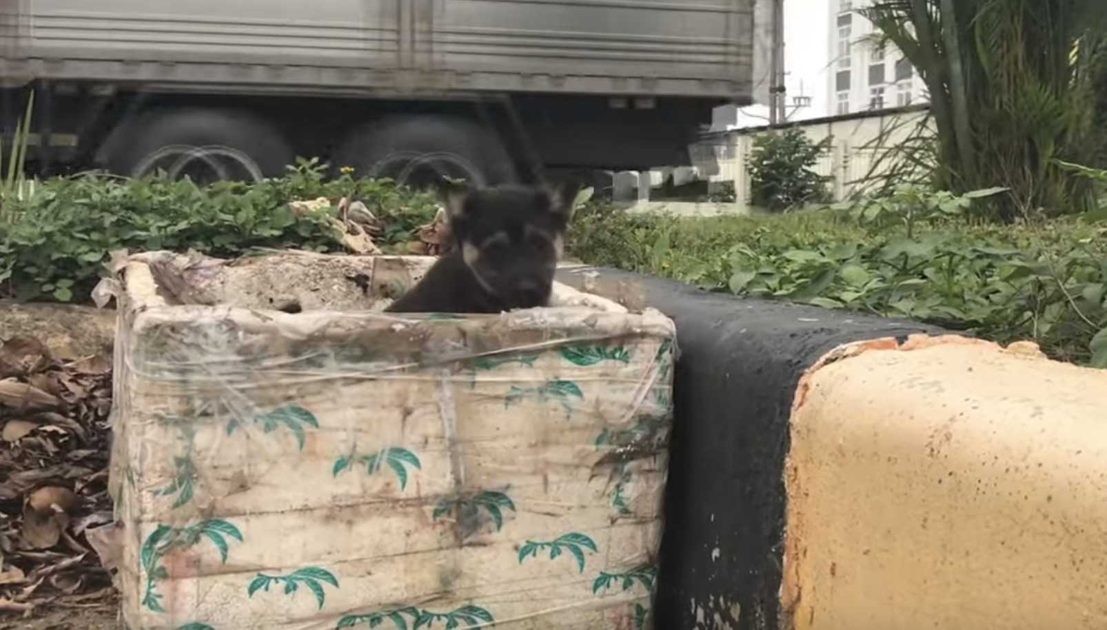 Kleine puppy gedumpt in een prullenbak als vuilnis, schreeuwt om hulp