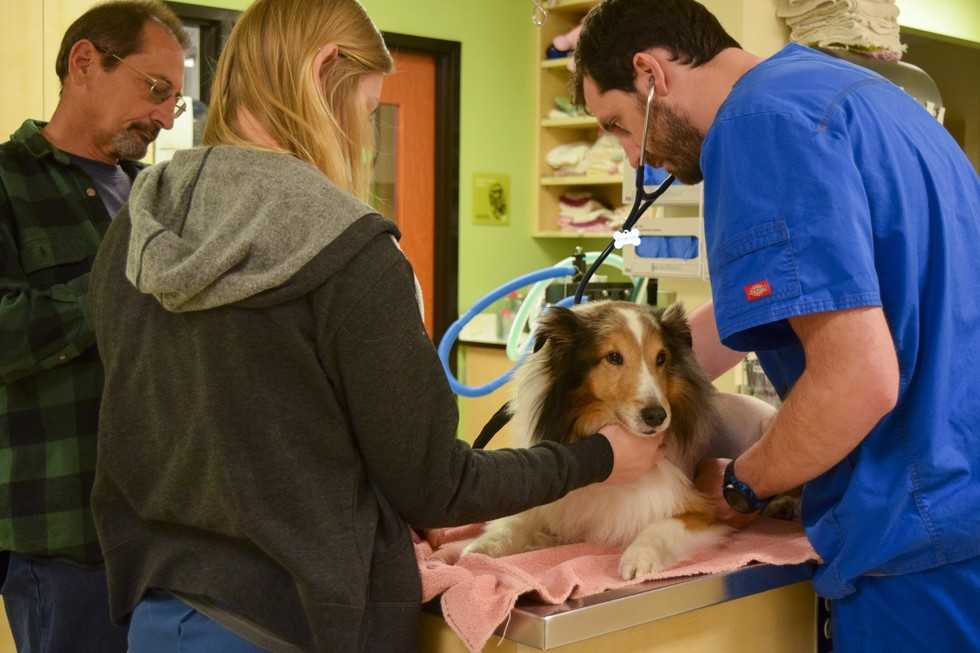 Verlamde hond stond op het punt geëuthanaseerd te worden totdat de dierenarts een teek voelde